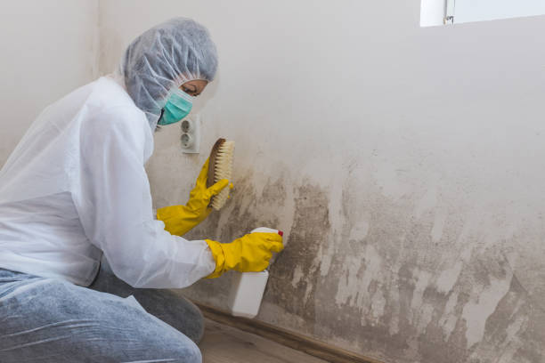 Best Certified Mold Removal  in Heath, OH