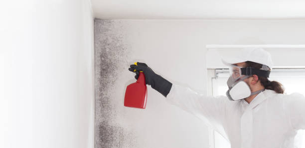 Attic Mold Removal in Heath, OH