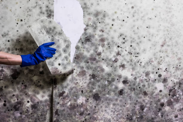 Best Residential Mold Removal  in Heath, OH